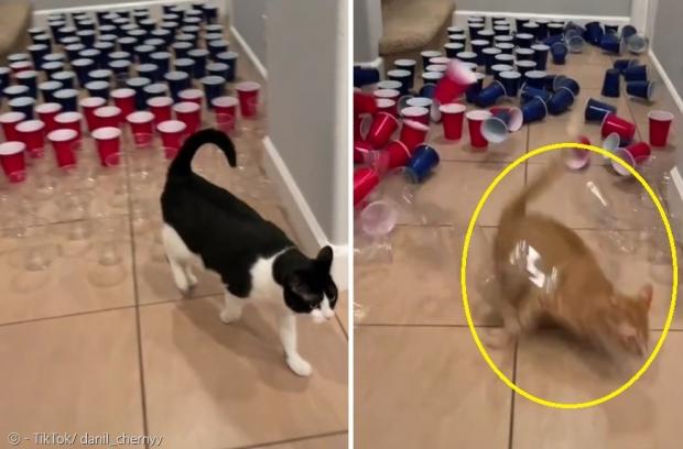 첫 번째 고양이는 컵을 하나도 쓰러뜨리지 않고 장애물을 통과했다. 반면에 3번째 고양이 거스(노란 원)는 거의 모든 컵을 쓰러뜨렸다.  [출처: TikTok/ danil_chernyy]
