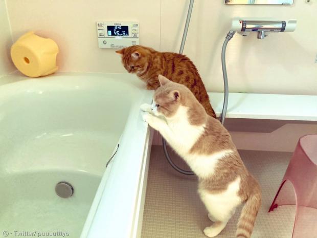 함께 물멍에 빠진 고양이 자매. 언니 초미(앞)도 목욕물에 호기심을 보였다. [출처: Twitter/ puuuutttyo]