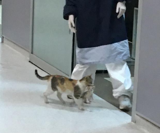 지난해 4월경 코로나19로 정신없는 병원 응급실에 어미고양이가 아픈 새끼고양이를 물고 찾아왔다. [출처: Twitter/ ozcanmerveee]