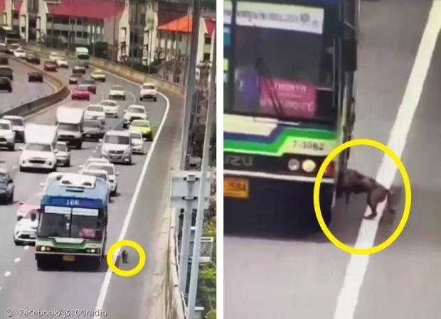 고속도로 CCTV에 반려견 쿠키가 166번 버스에 오르는 모습이 포착됐다. [출처: Facebook/ js100radio] 