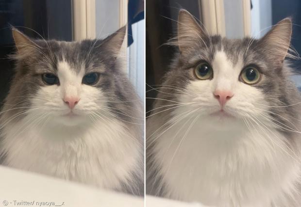 집사가 고양이를 보지도 않고 게임만 할 때(왼쪽)와 고양이 이름을 불러줬을 때(오른쪽) 고양이 나오야의 눈빛이 180도 달라진다. [출처: Twitter/ nyaoya__x]