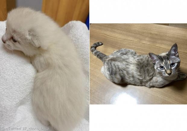 하얀 새끼고양이(왼쪽) 비스코가 커서 삼색고양이로 몰라보게 달라졌다. [출처: Twitter/ 37_choco_bisco]