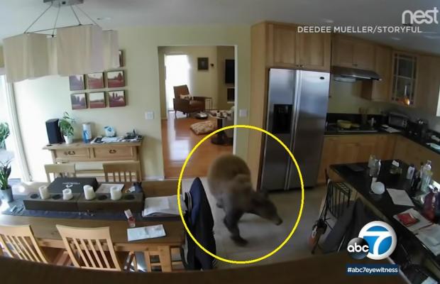 어린 곰(노란 원)이 열린 문으로 디디 뮐러의 집에 침입했다. [출처: 미국 abc7 지역방송 갈무리]