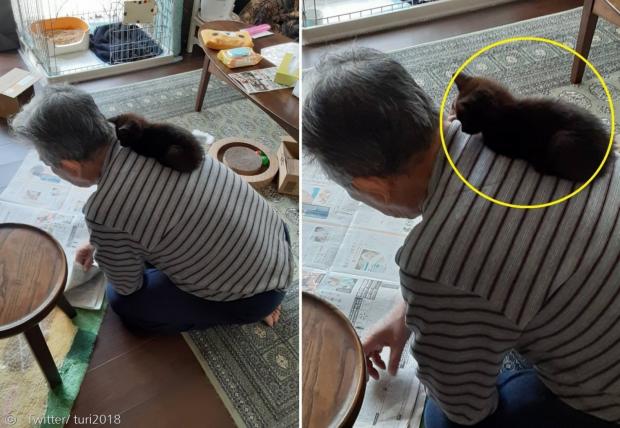할아버지가 까마귀들이 쪼던 새끼고양이를 구조해서, 이제 프로 집사의 길을 걷게 됐다. 검은 새끼고양이(노란 원)는 할아버지 등에서 내려올 줄 모른다. [출처: Twitter/ turi2018]