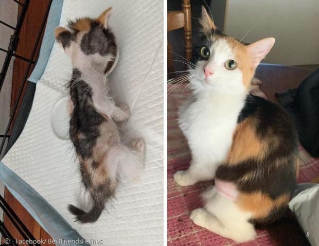구조 당시 뼈만 남은 새끼고양이 룰루(왼쪽)는 아름다운 삼색고양이(오른쪽)로 변신했다. [출처: Facebook/ BestFriendsFelines]