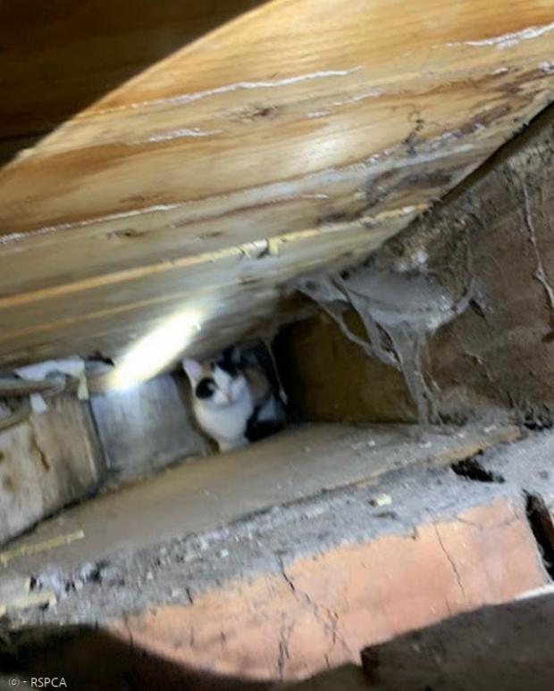 고양이 몰리가 주방 이중벽 안에 20일간 갇혔다가 구조됐다. [출처: RSPCA]