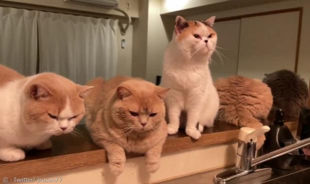 고양이 5남매가 주방 싱크대 위에 모여서 집사에게 밥을 빨리 차리라고 압박하고 있다. [출처: Twitter/ jirosan77]