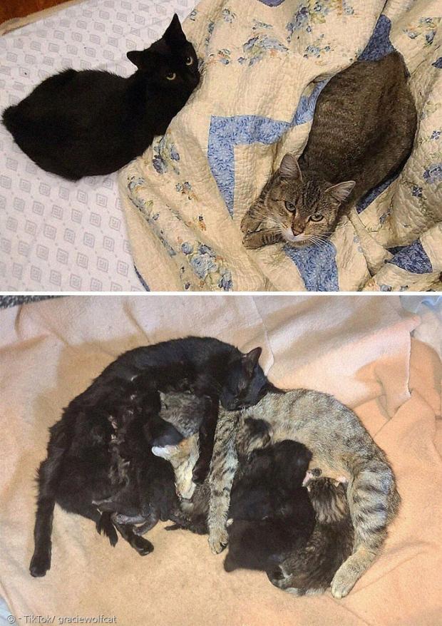 어미고양이 2마리(위)와 새끼고양이 12마리가 브리의 가족이 됐다.