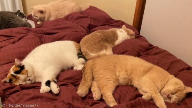 침대에서 꿀잠을 자는 고양이 5남매.