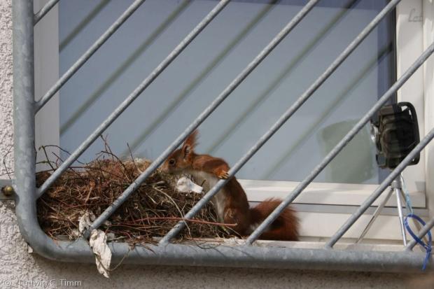어미다람쥐가 독일 사진작가의 집 창가에 둥지를 틀었다. [출처: 루드비히 C. 팀]