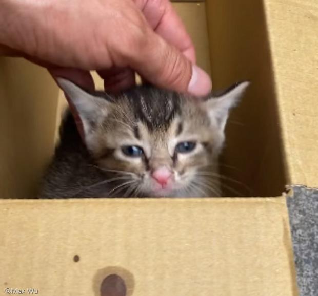 친구네 창고에서 발견된 아기 고양이 '큐큐'