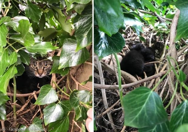 나무 위 새둥지 안에 어미고양이가 새끼고양이 3마리에게 젖을 물리고 있었다. [출처: Facebook/ ChilternCats]