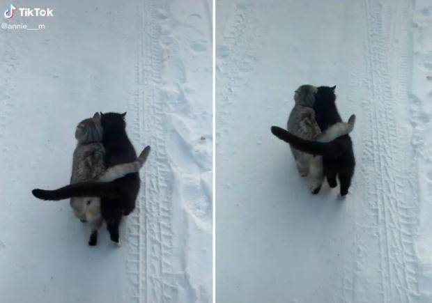 우크라이나 눈밭에서 꼬리로 서로를 감싸며 걸은 고양이 2마리. [출처: TikTok/ annie___m]