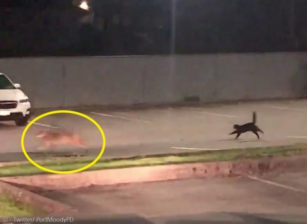 검은 고양이가 밤에 주차장에서 어슬렁거리던 코요테(노란 원)를 쫓아버렸다. [출처: Twitter/ PortMoodyPD]