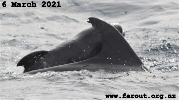 지난 3월 6일에 촬영한 사진. 4월 사진에 비해서 참거두고래 새끼의 크기가 더 작다. [출처: Far Out Ocean Research Collective]