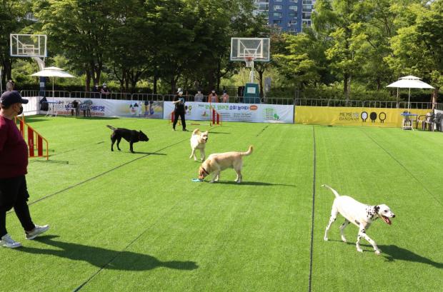 강남구 반려견 순회 놀이터. 사진 강남구 