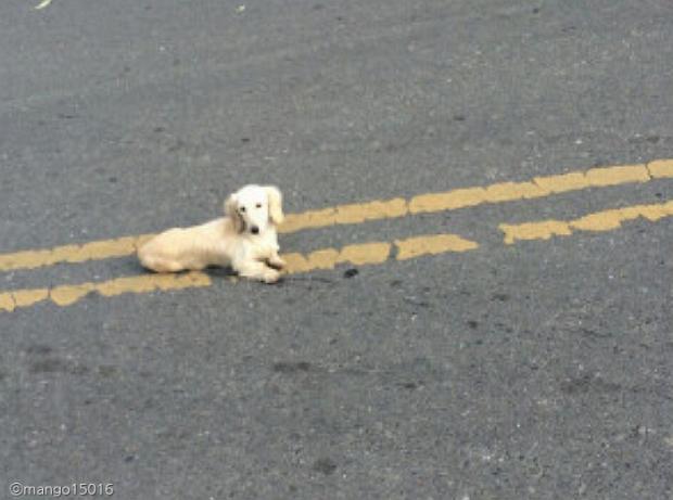 도로 한복판에서 발견된 강아지 '망고'