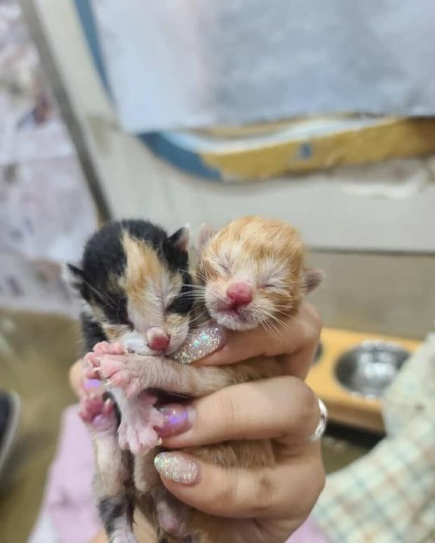 삼색 어미는 건강한 새끼 고양이 2마리를 출산했다. 