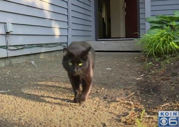 검은 고양이 에스미는 비버턴 시에서 악명 높은 고양이가 됐다. [출처: 미국 KOIN6 지역방송 갈무리]