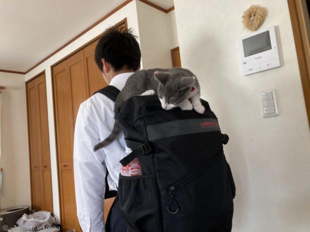중학생 집사를 따라서 등교하고 싶었던 고양이 쿠스케. [출처: 트위터/ sekonao]