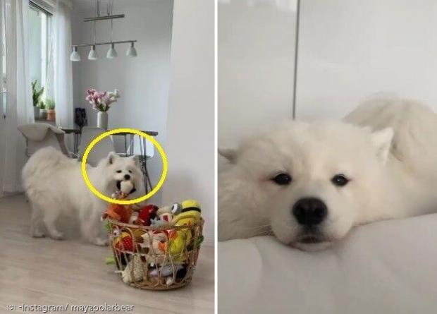 마야는 장난감을 정리할 줄 알고(왼쪽), 아침에 침대에 머리를 얹고 엄마를 깨운다. [출처: Instagram/ mayapolarbear]