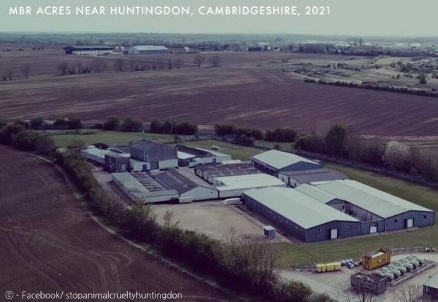 영국 최대 비글 사육농장 ‘MBR 에이커스’ [이하 출처: 페이스북/ stopanimalcrueltyhuntingdon]