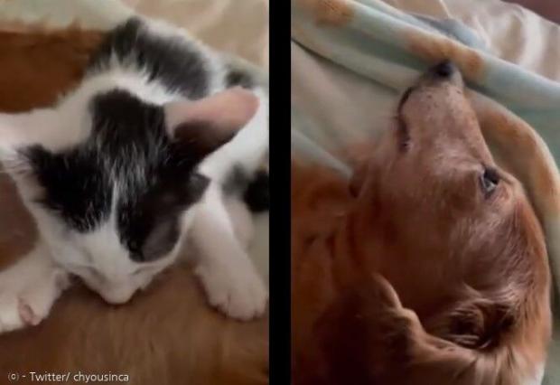 새끼고양이에게 젖을 물린 할아버지 개(오른쪽). [출처: 트위터/ chyousinca