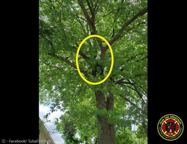 하얀 티셔츠를 입은 집사(노란 원)가 나무 위에서 구조를 요청했다. 고양이를 구하려고 나무 위에 올라갔다가 내려오지 못했다고 한다. [출처: 페이스북/ 털사소방서] 