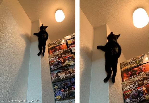 집사는 6개월령 고양이 스즈가 벽에 붙은 모습을 보고 소스라치게 놀랐다. [출처: Twitter/ death13_SaRaRi]