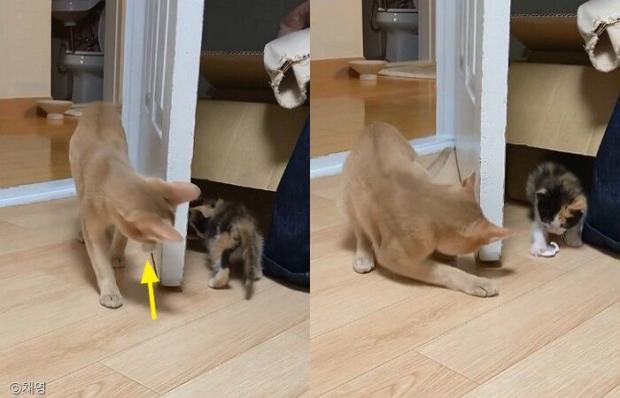 통통배 이미지