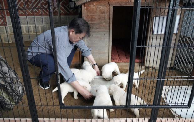 문재인 대통령이 지난 6월 태어난 풍산개 강아지들을 돌보는 모습. 