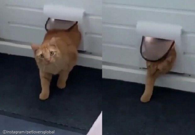 ⓒ노트펫