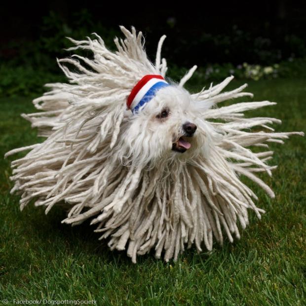 저커버그 CEO가 도그스파팅 소사이어티에 올린 비스트 사진. 풍성한 털 때문에 풀리는 대걸레 개라고도 불린다.