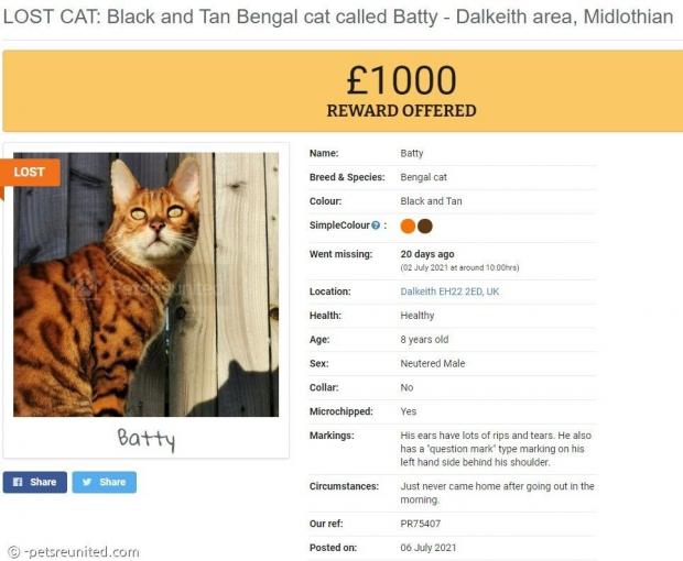 벵골 고양이 배티의 가족은 사라진 배티를 찾아주는 사람에게 1000파운드를 주겠다고 약속했다. [출처: 펫츠리유나이티드닷컴]