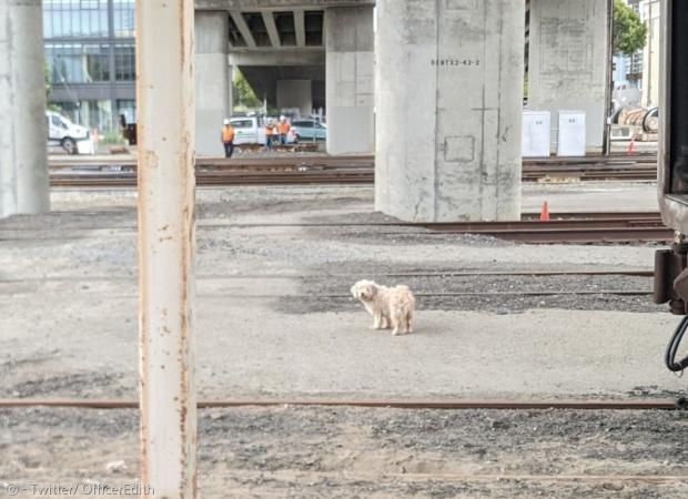 샌프란시스코 애니멀 케어 & 콘트롤은 기차 철로에서 하얀 개가 돌아다닌다는 신고를 받았다. [출처: Twitter/ OfficerEdith]