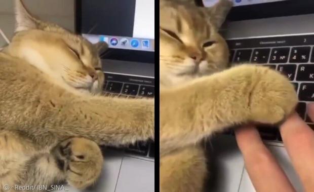 눈에 잠이 가득한 고양이가 노트북 옆에서 앞발로 집사의 손을 지그시 누르면서 일을 그만하라고 압박했다. [출처: Reddit/ IBN_SINA_]