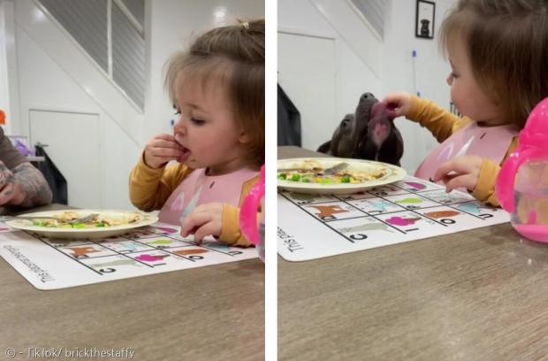 생후 19개월 된 아기 어마이야가 스스로 채소를 집어서 먹기 시작했다. 아기는 옆에 있는 반려견을 한 입 챙겨주는 것도 잊지 않았다. [출처: TikTok/ brickthestaffy]