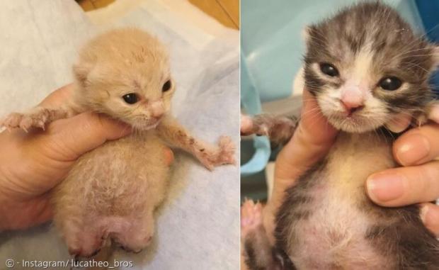 새끼고양이 루카(왼쪽)와 테오는 태어난 날 버림 받았다. 장애가 있다는 이유였다. [출처: 루카와 테오 인스타그램]