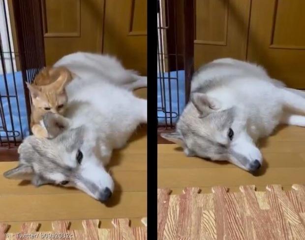 고양이 렌이 귀찮게 굴다가 가버리자(왼쪽 사진), 혼자 남은 시베리안 허스키 반려견 유키가 깊은 한숨을 내쉬었다. [출처: Twitter/ b09a2032c]