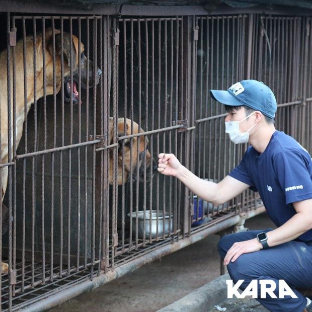 동물단체 카라가 지난 7월 고양시 용두동 불법 개 도살장에서 도사 등 개 33마리를 구조했다. 