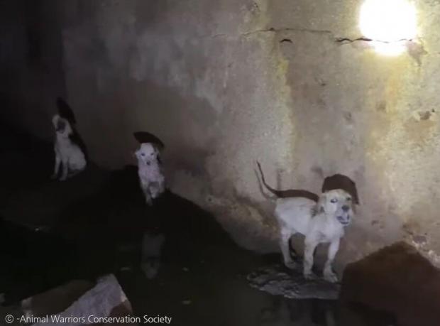 배수구 안에 갇힌 강아지들이 구조자들을 보고 무서워서 구석에 숨었다.