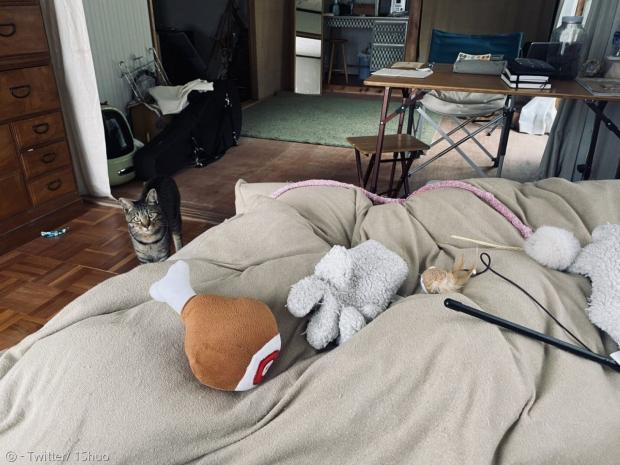 침대 이불 위에 장난감을 잔뜩 나른 고양이 사쿠타로. 집사는 놀아달라고 조르는 줄 알았다.