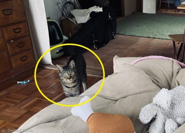 고양이 사쿠타로(노란 원)는 백신 맞고 아픈 집사에게 장난감들을 갖다줬다. 이 행동의 의미는 뭘까? [출처: Twitter/ 1Shuo]