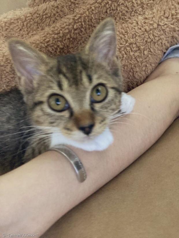 백신 맞은 집사의 팔에 꼭 붙은 고양이들은 또 있었다. [출처: Twitter/ KKmkkt1]
