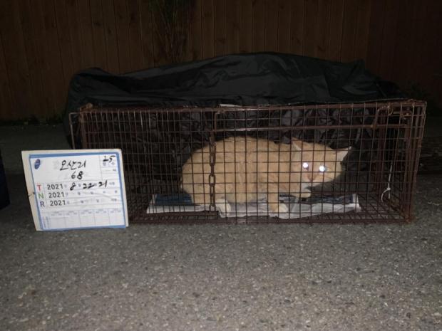 중성화를 위해 포획된 고양이.  사진 동물보호관리시스템 