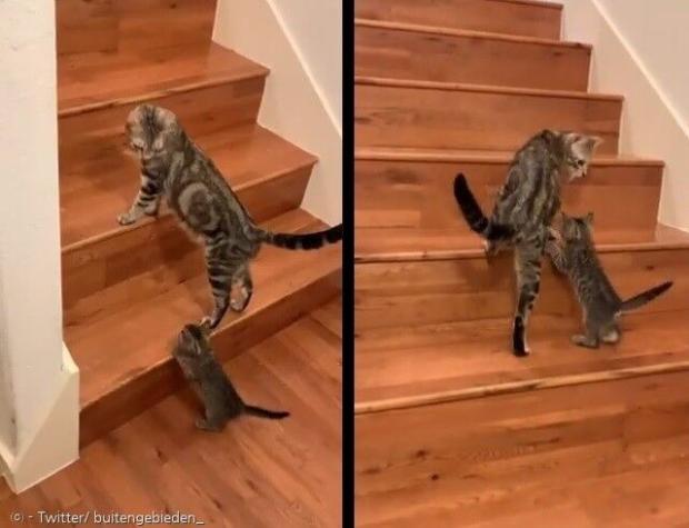 아기고양이가 계단 올라가는 법을 선행학습했다. [출처: Twitter/ buitengebieden_]