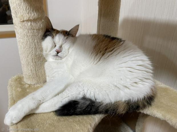 고양이 미케가 캣타워에서 단잠에 빠졌다. [출처: 29네코카페 트위터]