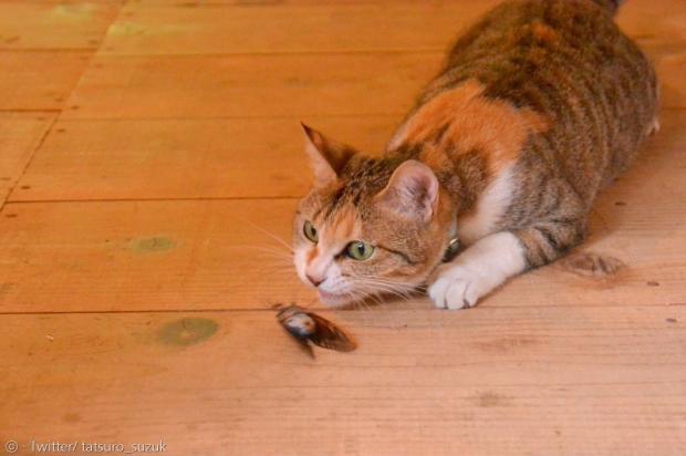 농부 타츠로 스즈키의 고양이는 매일 매미를 잡아다준다고 한다. [출처: Twitter/ tatsuro_suzuk]