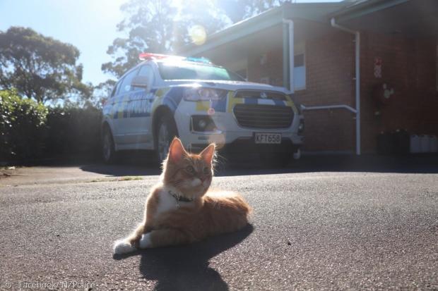 포토벨로 경찰서 고양이 찰리도 과중한 업무(?)에 시달리고 있다. 