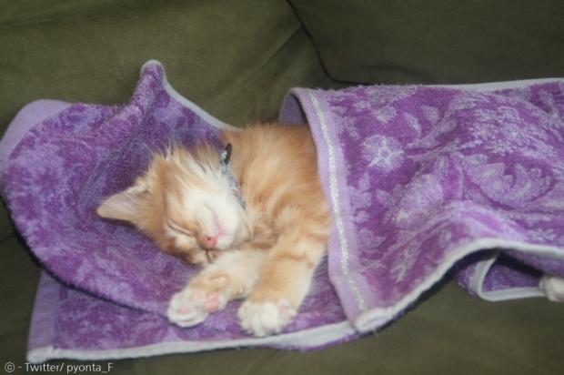 어린 시절 새끼고양이 편타가 수건 속에서 단잠을 자고 있다.